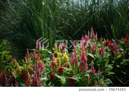 Flowers of Keito Flowers of Keito 79674365