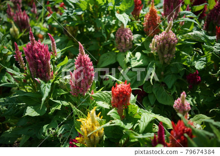Flowers of Keito Flowers of Keito 79674384