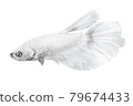 White Betta Fish, Isolated Over White Color Background. Suitable For Design Stock Object, Rare Siamese Fighting Fish, Betta Splendens, Betta Mandor, Giant Betta, Cut Out 79674433