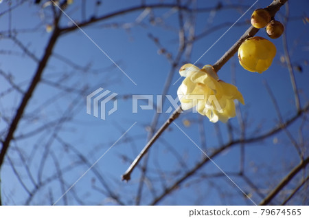 Rowey Rowey 79674565