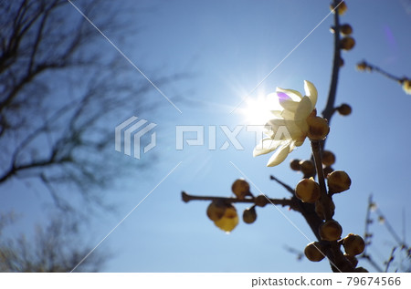 Rowey Rowey 79674566