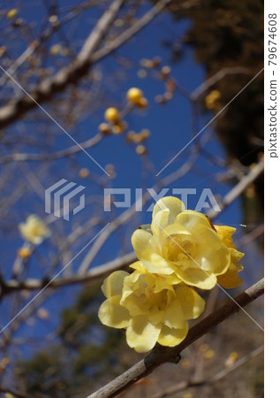 Rowey Rowey 79674608