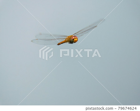 Flight of Ustarcissimbo Flight of Ustarcissimbo 79674624