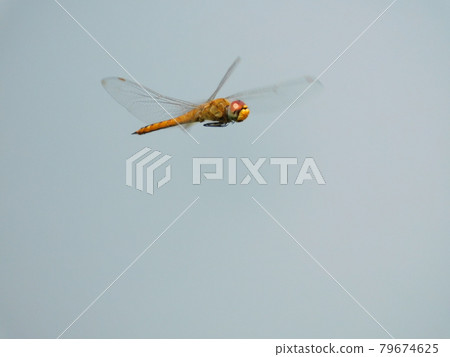 Flight of Ustarcissimbo Flight of Ustarcissimbo 79674625