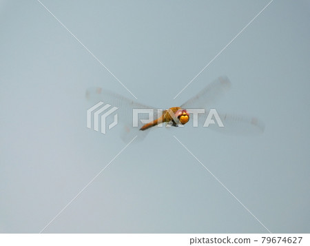 Ustarcissimbo的飛行 Ustarcissimbo的飛行 79674627