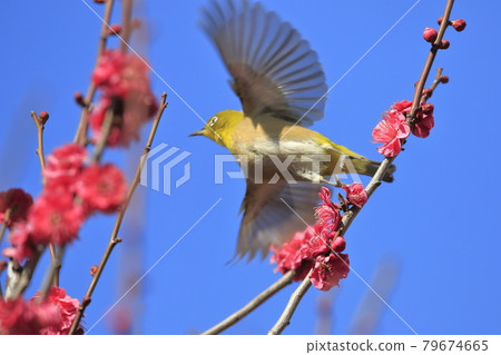 紅梅飛舞的白眼 79674665