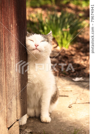 country funny cat closeup photo relaxing on summer garden background country funny cat closeup photo relaxing on summer garden background 79674941