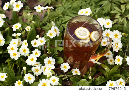 spring garden with primrose flowers and lemon tea cup closeup photo spring garden with primrose flowers and lemon tea cup closeup photo 79674943