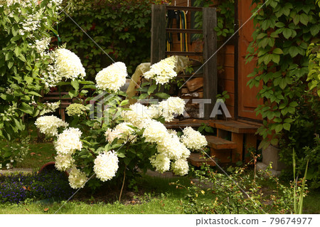 white hydrangea bush on formal summer garden background 79674977