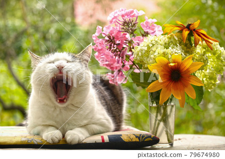 country funny cat yawning outdoor closeup photo relaxing on patchwork pillow country funny cat yawning outdoor closeup photo relaxing on patchwork pillow 79674980