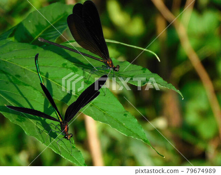 A pair of dragonflies A pair of dragonflies 79674989