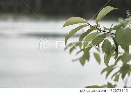 Light green leaves against a blurred light and dark background, abstract, pattern with copyspace 79675545