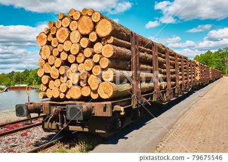 Side view of freshly felled logs during transport on a railway wagon in the port Side view of freshly felled logs during transport on a railway wagon in the port 79675546