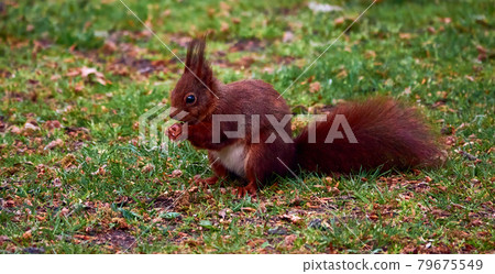 Squirrel, scientific Sciurus vulgaris, sitting on a lawn and holding an acorn. Squirrel, scientific Sciurus vulgaris, sitting on a lawn and holding an acorn. 79675549
