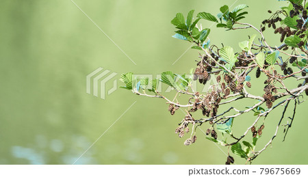 Branch of a gambel oak, scientifically Quercus gambelii, with fresh green leaves and small brown cones above an intentionally blurred water surface Branch of a gambel oak, scientifically Quercus gambelii, with fresh green leaves and small brown cones above an intentionally blurred water surface 79675669