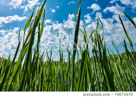 Field with young green wheat plants in spring before a blue sky with small white clouds Field with young green wheat plants in spring before a blue sky with small white clouds 79675670