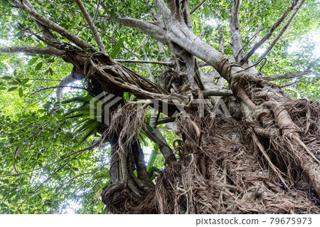 Looking up perspective view of natural tropical rain forest foliage at Taman Negara National Park Looking up perspective view of natural tropical rain forest foliage at Taman Negara National Park 79675973
