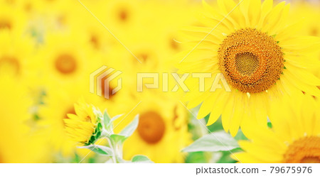 A healthy sunflower A healthy sunflower 79675976