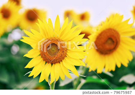 健康的向日葵 健康的向日葵 79675987