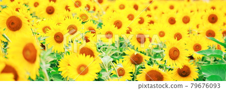 美麗綻放的歡快向日葵 79676093