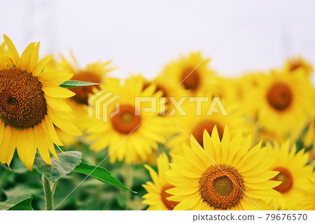 健康的向日葵 79676570