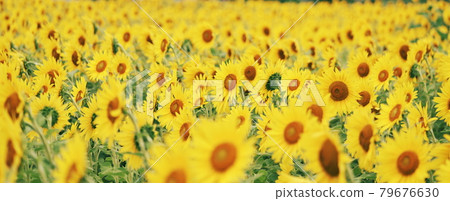 健康的向日葵 79676630