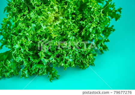 Bush of fresh green lettuce salad on green background 79677276