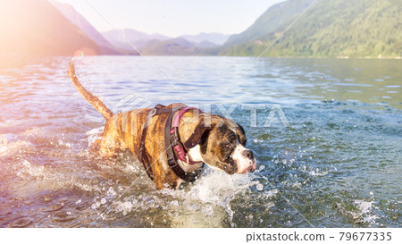 Playful and Funny Boxer Dog swimming in the water. Playful and Funny Boxer Dog swimming in the water. 79677335