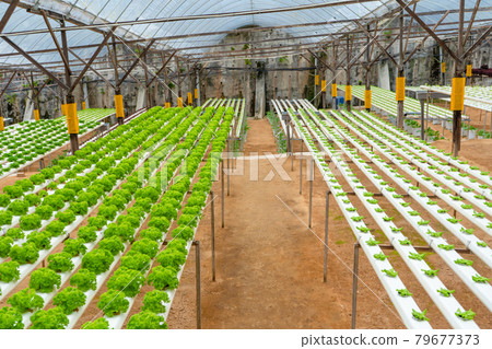 Modern greenhouse for growing salads with irrigation system. Industrial scale of growing plants Modern greenhouse for growing salads with irrigation system. Industrial scale of growing plants 79677373