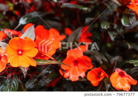 Bright flowers in a flower shop decor for home and yard 79677377