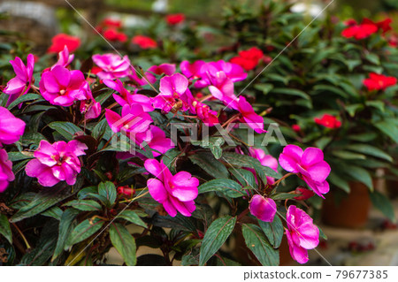 Bright flowers in a flower shop decor for home and yard 79677385