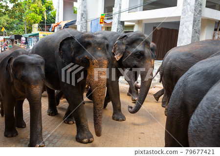 A herd of elephants is led down a city street after swimming in the river. Elephant orphanage in Sri Lanka A herd of elephants is led down a city street after swimming in the river. Elephant orphanage in Sri Lanka 79677421