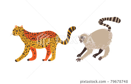 Spotted Cheetah and Lemur as African Animal Vector Set Spotted Cheetah and Lemur as African Animal Vector Set 79678748