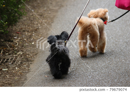 Two dogs walking together 79679074