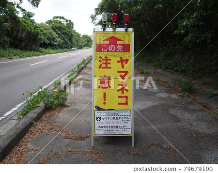 小心野貓！西表島 79679100