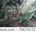 北煤礦遺址 西表島 79679115