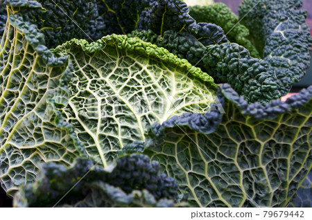 Fresh Savoy cabbage. Fresh Savoy cabbage. 79679442