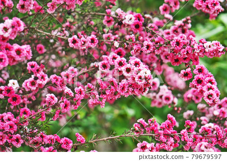 Red Leptospermum flower 79679597