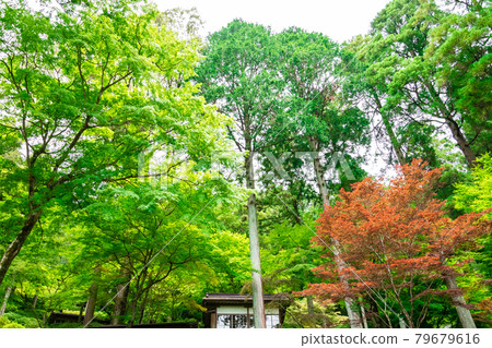 A temple surrounded by fresh greenery, Daikozenji Temple, Saga Prefecture A temple surrounded by fresh greenery, Daikozenji Temple, Saga Prefecture 79679616