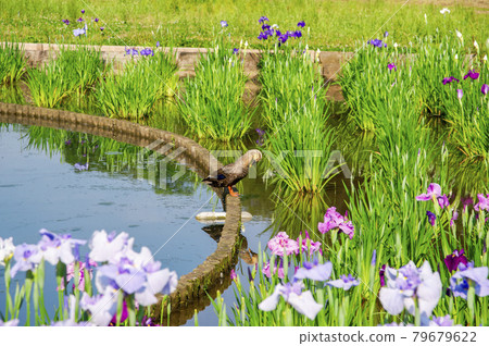 鳶尾花盛開的狹山丘陵北山公園、池塘的水面和斑嘴鴨 79679622