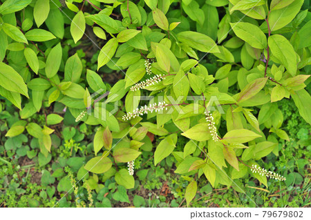 White melon flower White melon flower 79679802