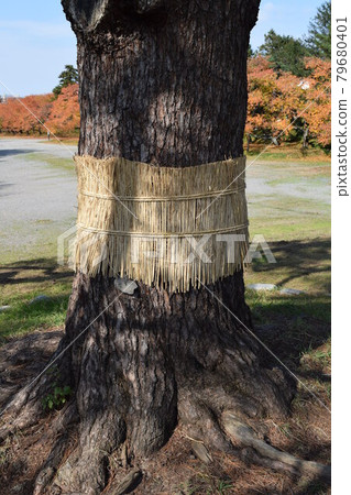 Pest control pine tree roll 79680401