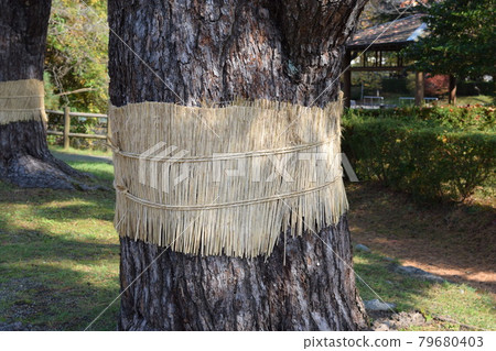 Pest control pine tree roll 79680403
