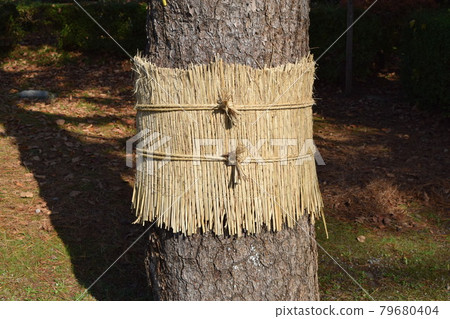 Pest control pine tree roll Pest control pine tree roll 79680404