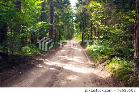 Vintage fall forest road. Dirt road in the woods. Sunshine. 79680508