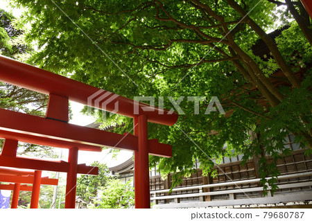 拍攝北海道函館市立倉神社境內的夏日風景 拍攝北海道函館市立倉神社境內的夏日風景 79680787