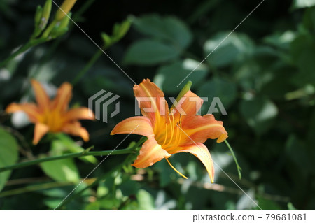 Day lilies blooming along the Tamagawa Aqueduct Day lilies blooming along the Tamagawa Aqueduct 79681081