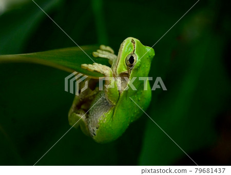Enjoying the summer: A green tree frog enjoying a sudden shower Enjoying the summer: A green tree frog enjoying a sudden shower 79681437