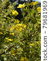 Flowering Bush of Yellow Blooms 79681969