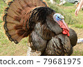 Tom Turkey Showoff 79681975